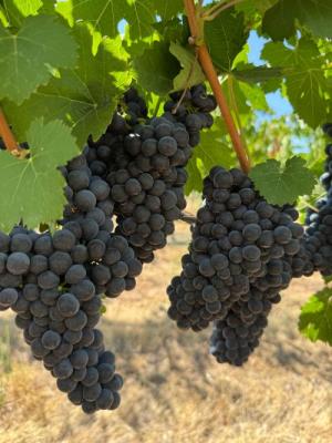 Petite Sirah &ndash; Premium Estate Fruit