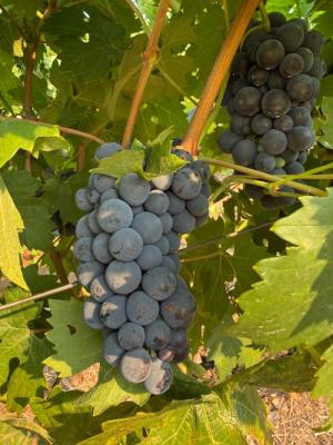 Primitivo &ndash; Premium Estate Fruit