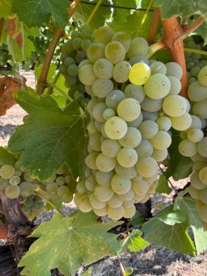 Sauvignon Blanc &ndash; Harvesting Soon