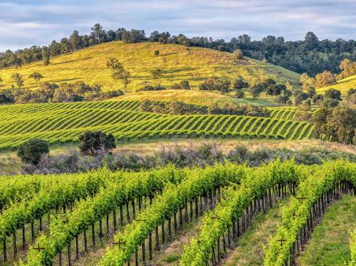 Sauvignon Blanc &ndash; Harvesting Soon