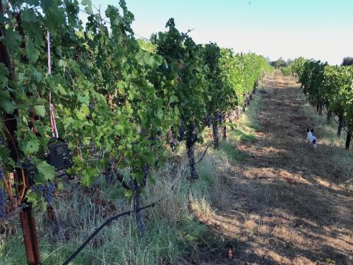10-12 Tons Cab Atlas Peak Applellation
