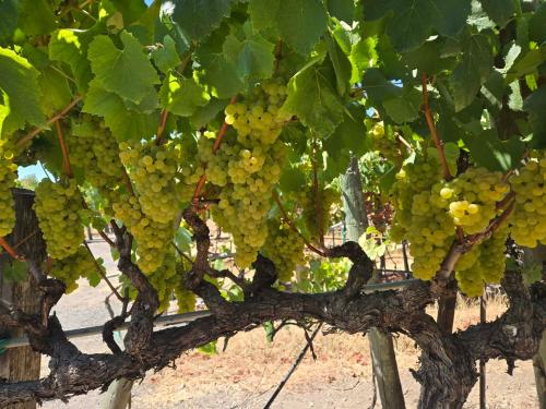 Russian River Valley Chardonnay Available