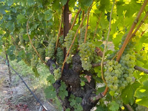 RRV - SAV.BLANC.