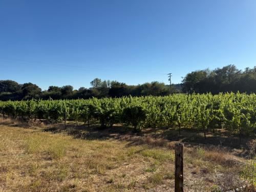 RRV - SAV.BLANC.