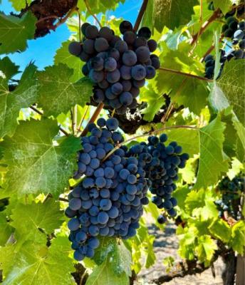 Mourv&egrave;dre