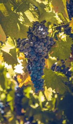 Mourv&egrave;dre