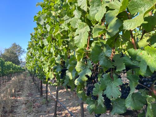 CCOF Organic Santa Cruz Foothills Pinot Noir
