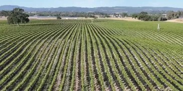 Premium Paso Robles Wine Grapes &mdash; 2026 Harvest