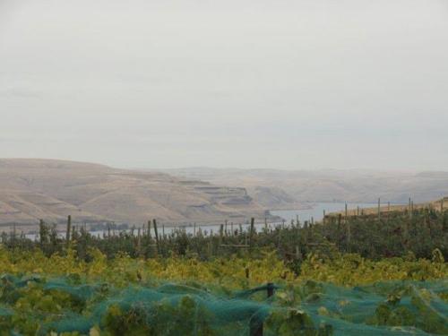 2026 Lodmell Vineyards Cabernet Franc