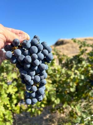 2026 Lodmell Vineyards Cabernet Franc