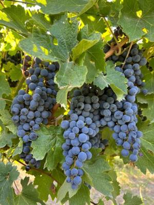 2026 Lodmell Vineyards Cabernet Sauvignon