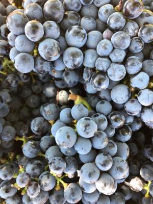 2026 Lodmell Vineyards Merlot