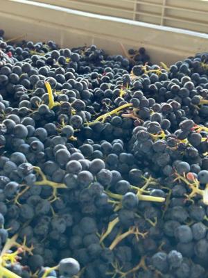 2026 Lodmell Vineyards Syrah