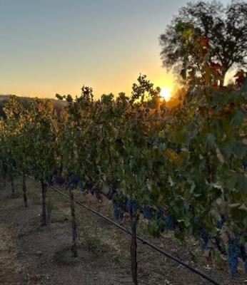 '26 Cabernet Sauvignon: Fruit Behind 92 Point Cab
