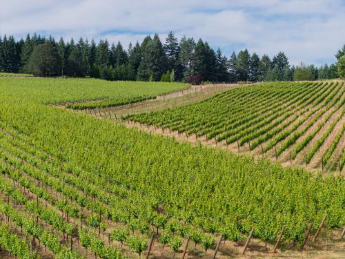 Award Winning Vineyard In Willamette Valley AVA