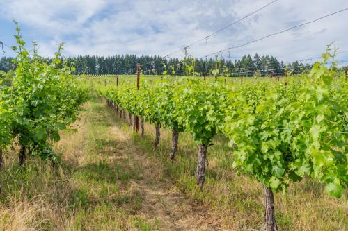 Award Winning Vineyard In Willamette Valley AVA