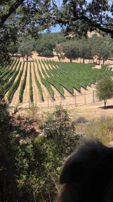 2026 Cabernet Sauvignon