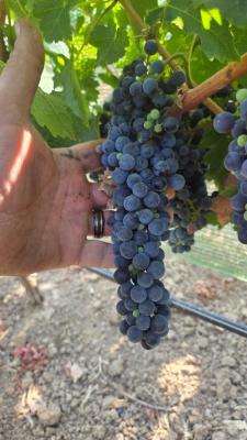 2026 Cabernet Sauvignon