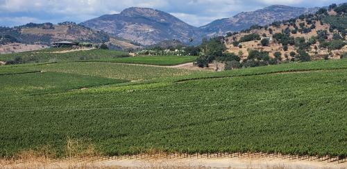 Brokenrock Vineyard Estate one of Napa's best