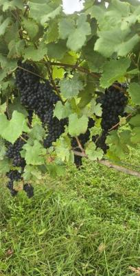 Teroldego Grapes for Sale