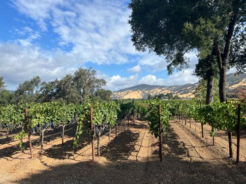Petite Sirah