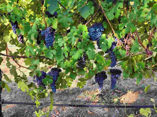 Sonoma Valley Nebbiolo grapes for sale-ready now