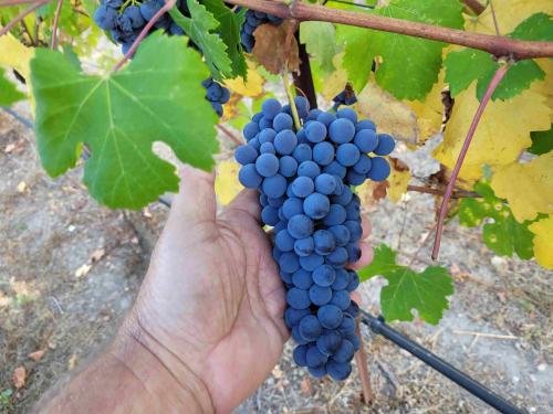 Sonoma Valley Nebbiolo grapes for sale-ready now