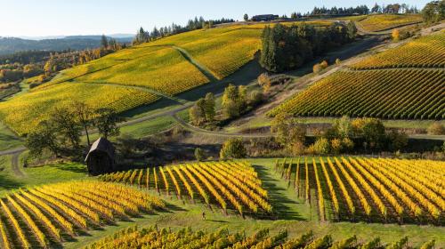 Estate Wine Club and E-Commerce Manager